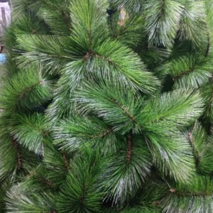 arbol pino verde claro coposo