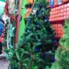 arbol coposo cipres 1.8m